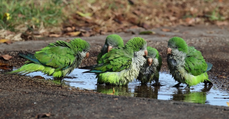 quaker parakeet sploosh