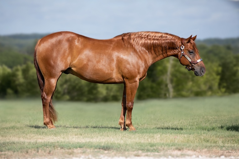 quarter horse profile