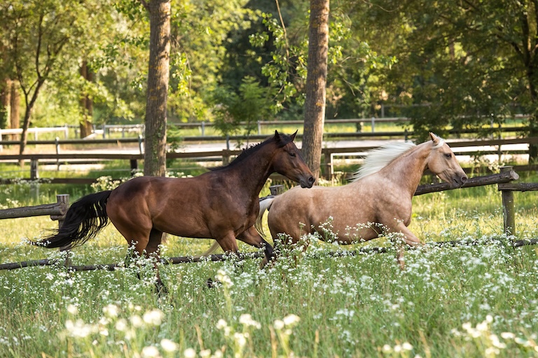 quarter horses gallop