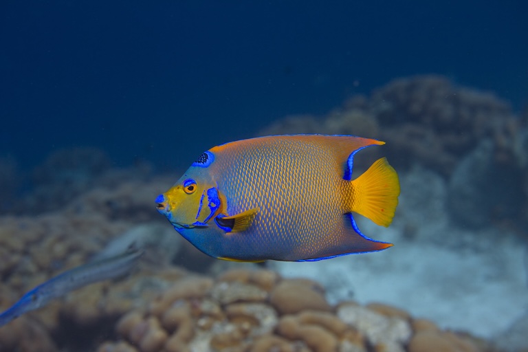 queen angelfish swim