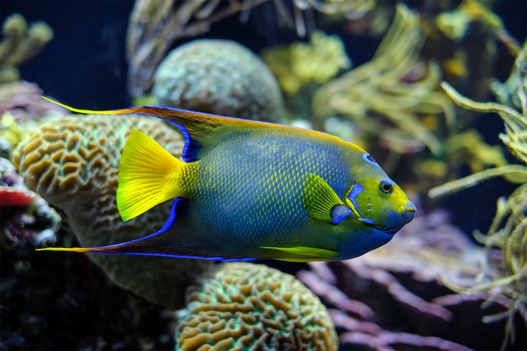 queen angelfish underwater