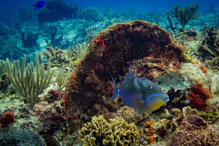 queen triggerfish face