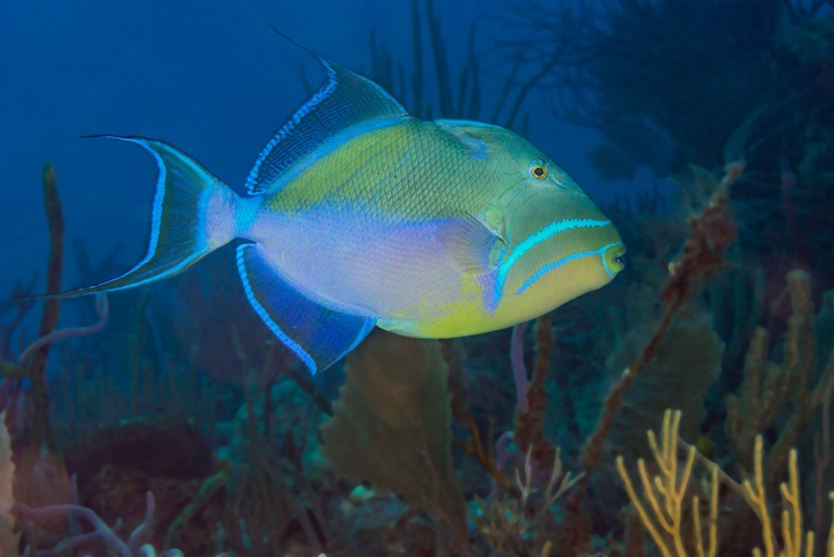 queen triggerfish profile