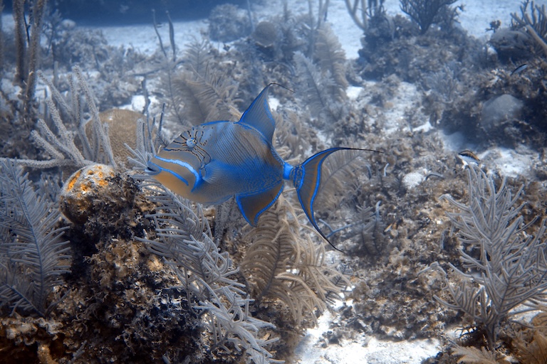 queen triggerfish swim