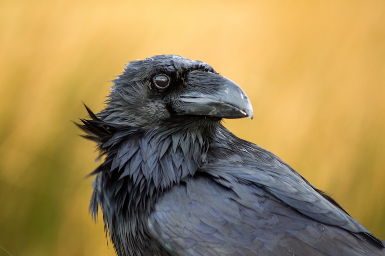 raven profile