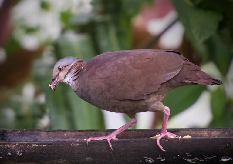 Quail-dove feeding