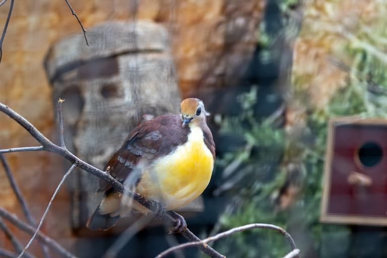 Quail-dove resting on a tree branch