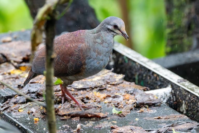 Quail-dove taking a walk