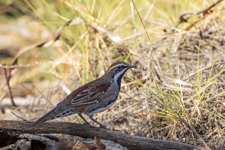 Quail-thrush resting on a branch