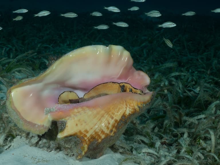 Queen Conch lying in the algae