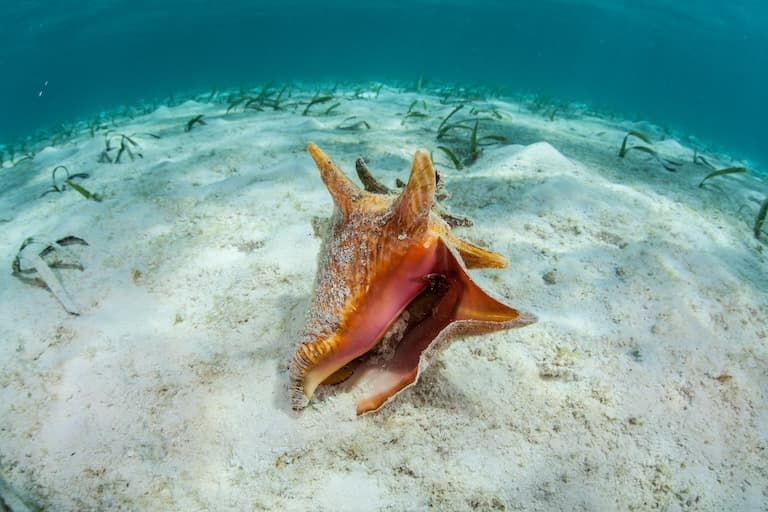 Queen Conch lying on the sand