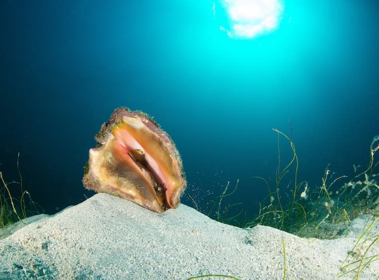 Queen Conch upside down on the sea bottom
