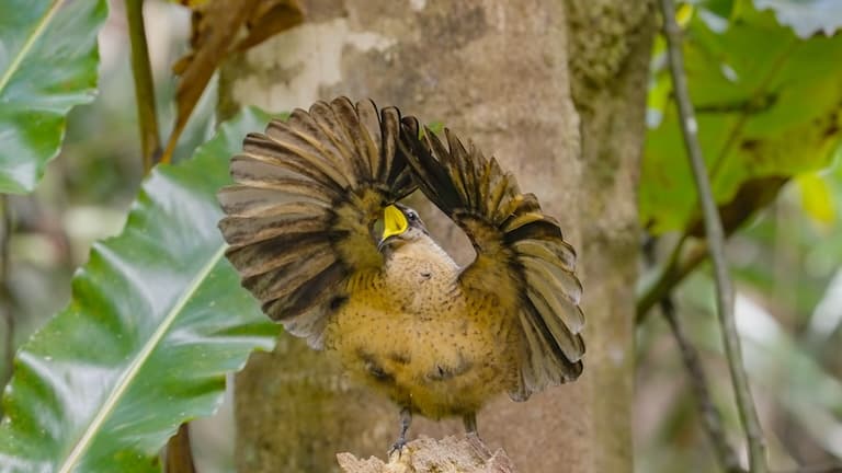 Queen Victoria's Riflebird in a mating display