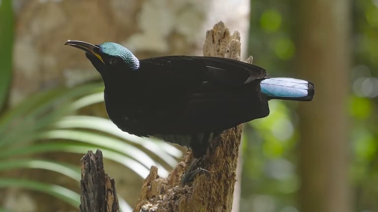 Queen Victoria's Riflebird foraging for food