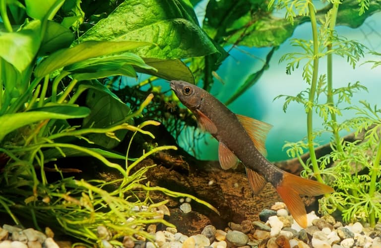 Rainbow Shark in an aquarium