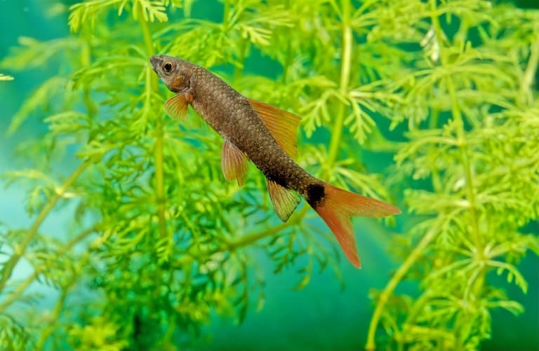 Rainbow Shark Feeding on vegetation in the water