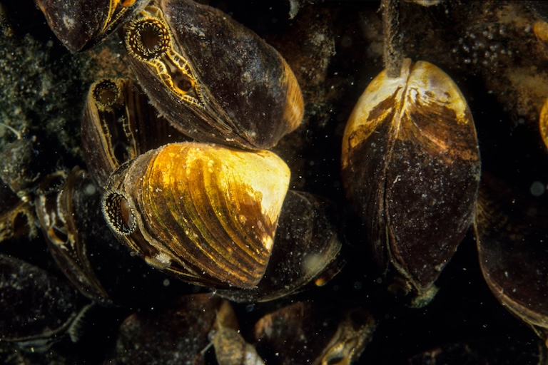 quagga mussel closeup