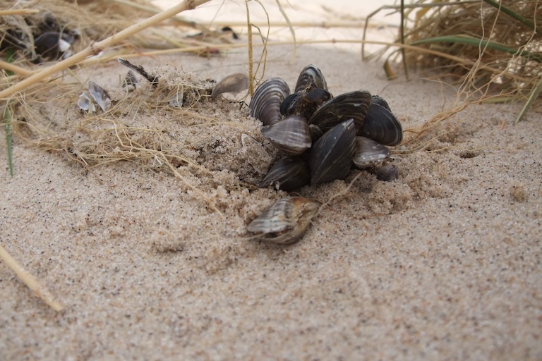 quagga mussel on sand