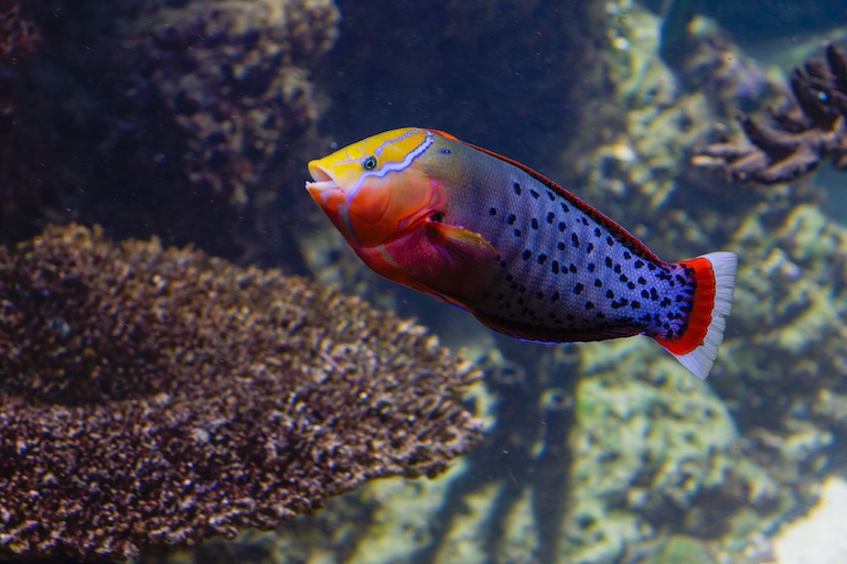 queen coris under water