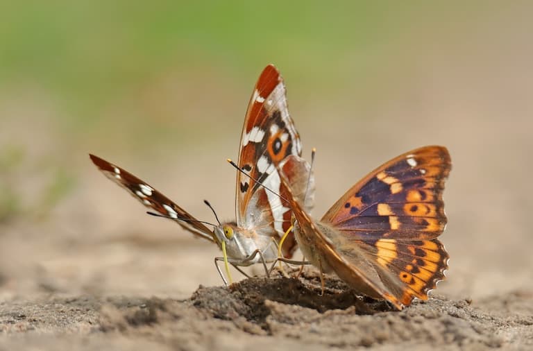 Purple Emperor Butterflies feeding from the ground