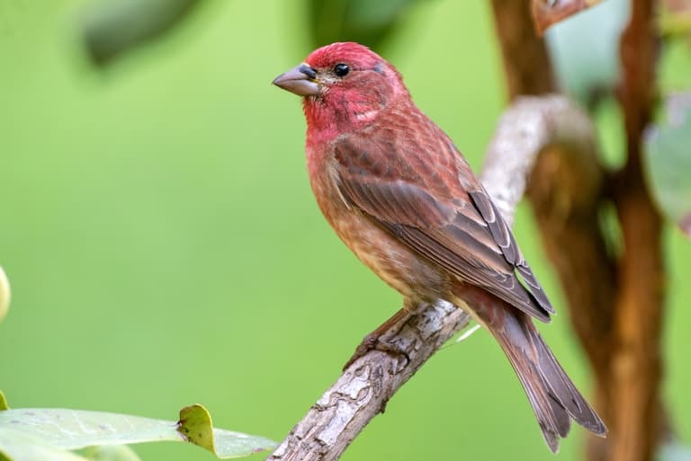 Purple Finch profile
