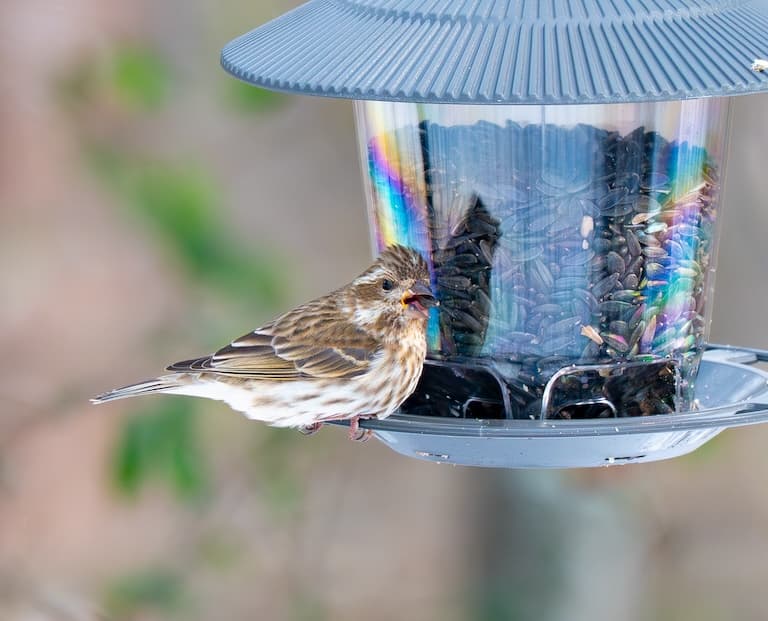 Purple Finch feeding on sunflower seeds