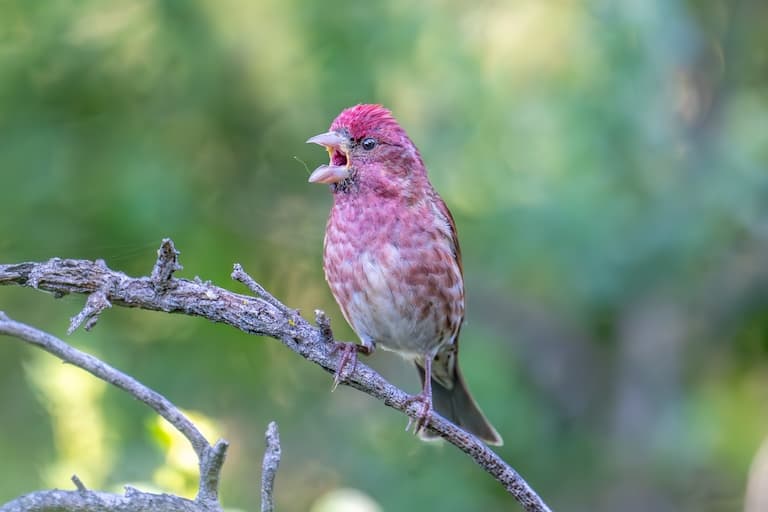 Purple Finch singing
