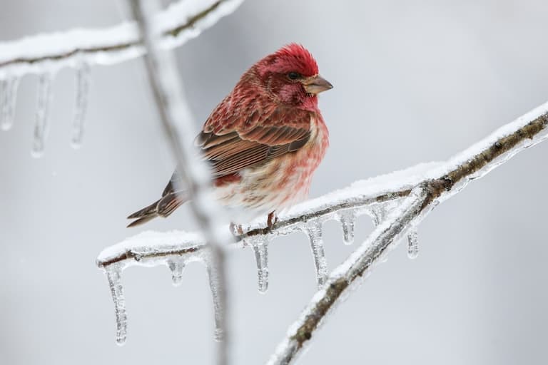 Purple Finch in the snow