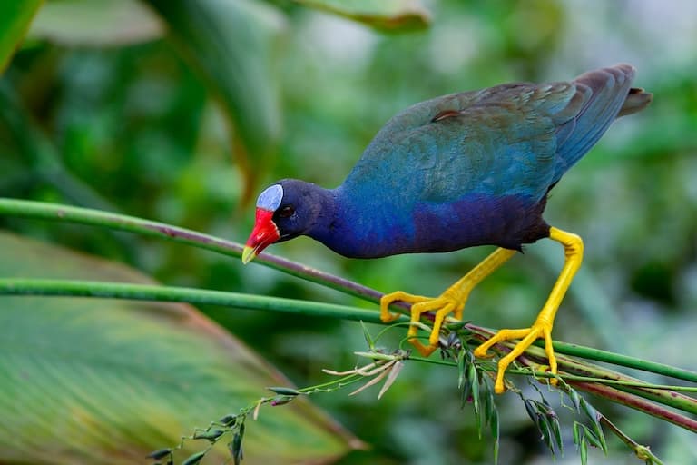 Purple Gallinule profile