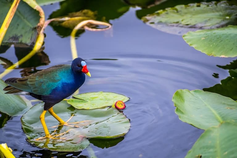 Purple Gallinule standing on weed in the swamp