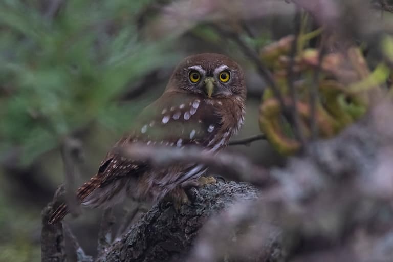 Pygmy Owl gazing at the Camera