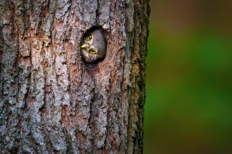 Pygmy Owl peeping from it's nest