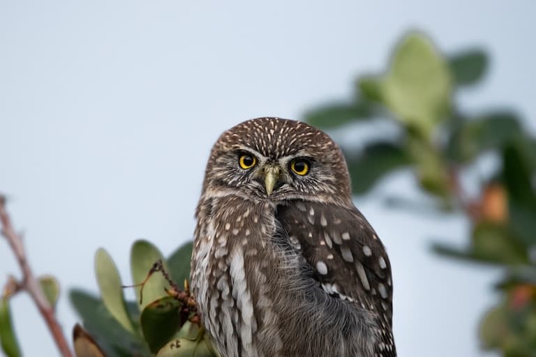 Pygmy Owl profile