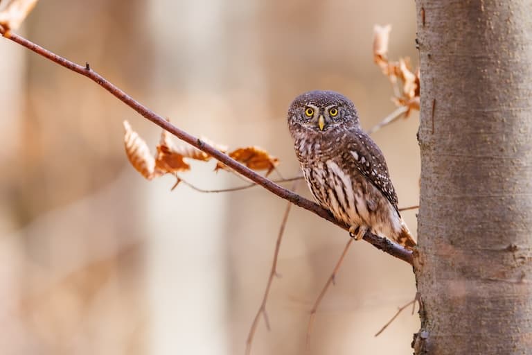 Pygmy Owl resting on a tree branch