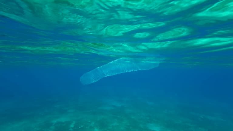 Pyrosome drifting at the sea surface