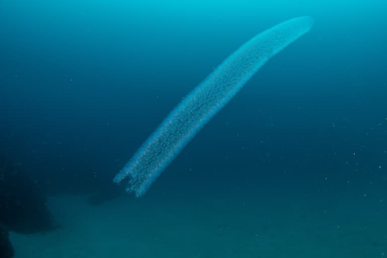 Pyrosome profile
