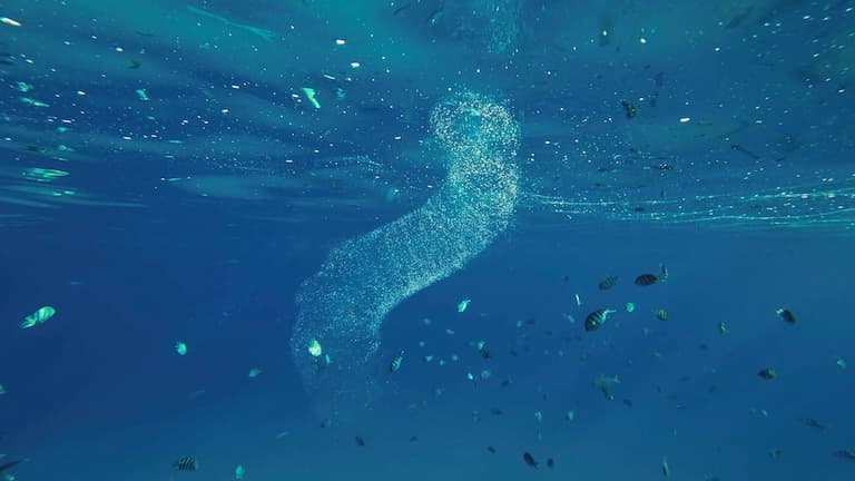 Pyrosome in the sea