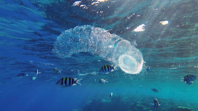 Pyrosome swimmimg alongside fish