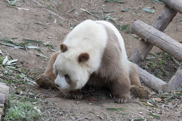 A brown Qinling Panda