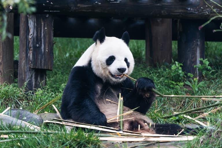 Qinling Panda feeding on bamboo