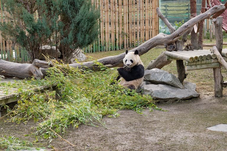 Qinling Panda resting after feeding on bamboo leaves