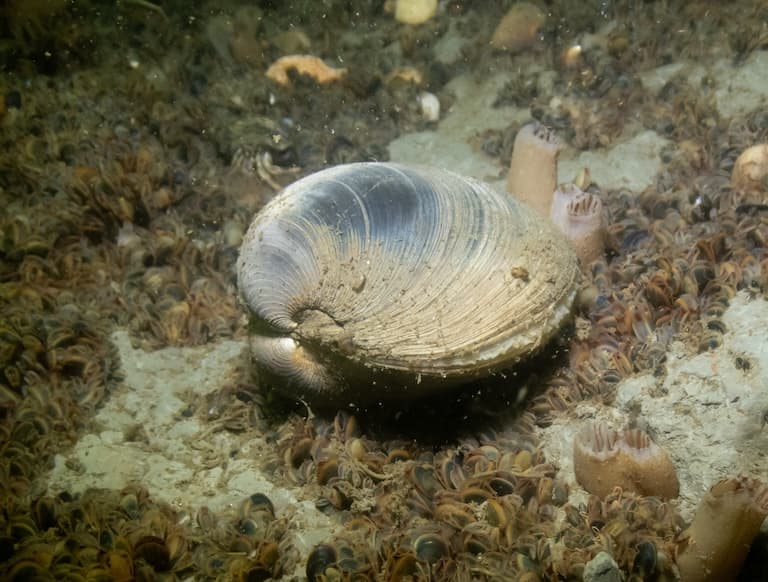 Quahog profile