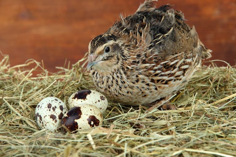 Quail eggs and Juvenile siting next to the eggs
