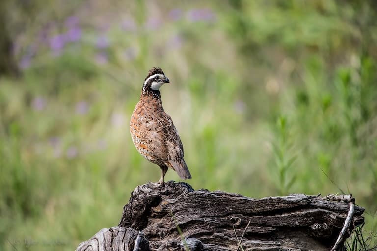 Quail profile