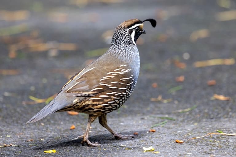 Quail walking around