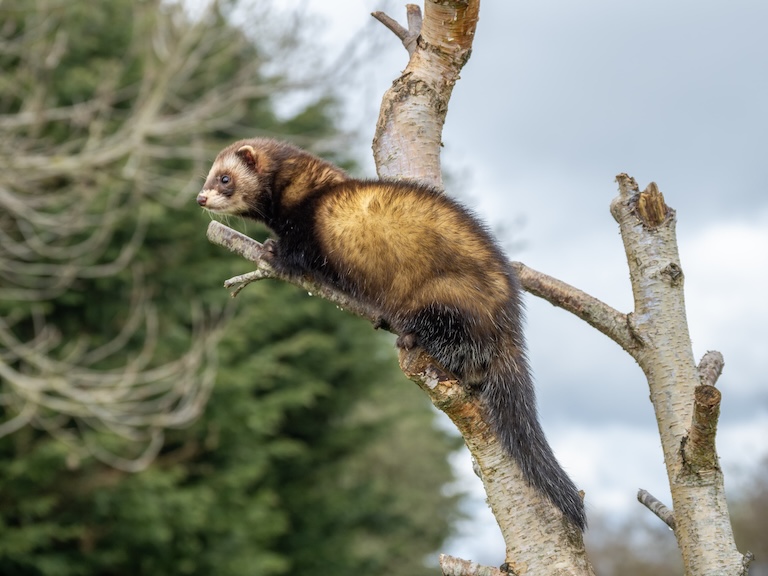 captive polecat