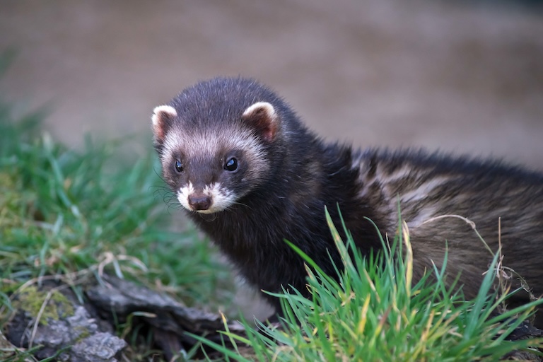 european polecat