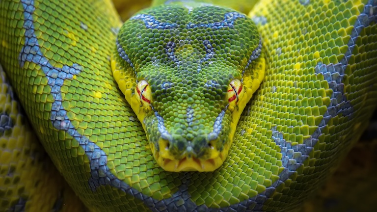 greeen-python