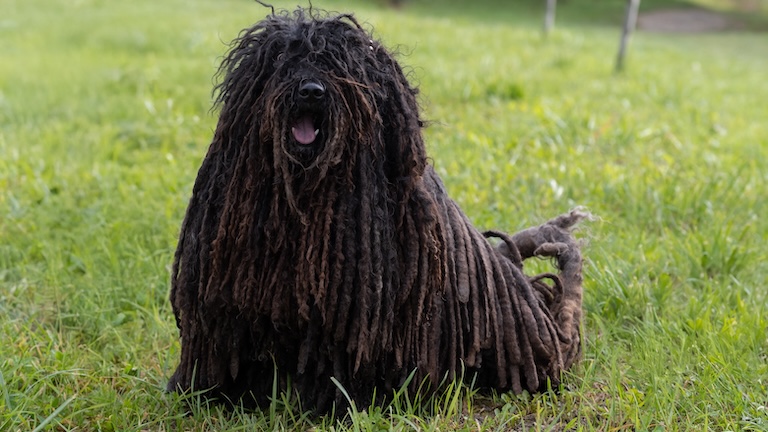 hungarian puli