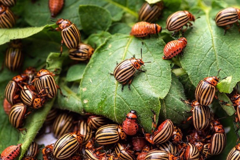 potato beetle group